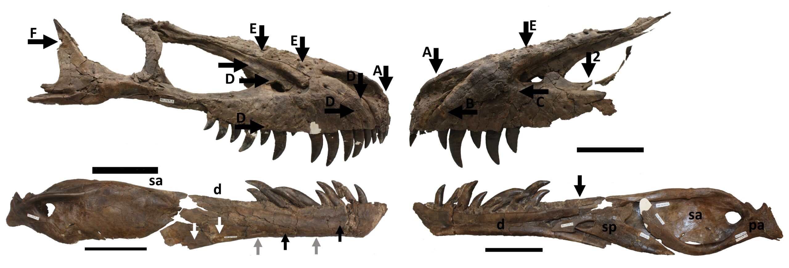 Measuring the Monster's Bite Force (image credits: wikimedia)