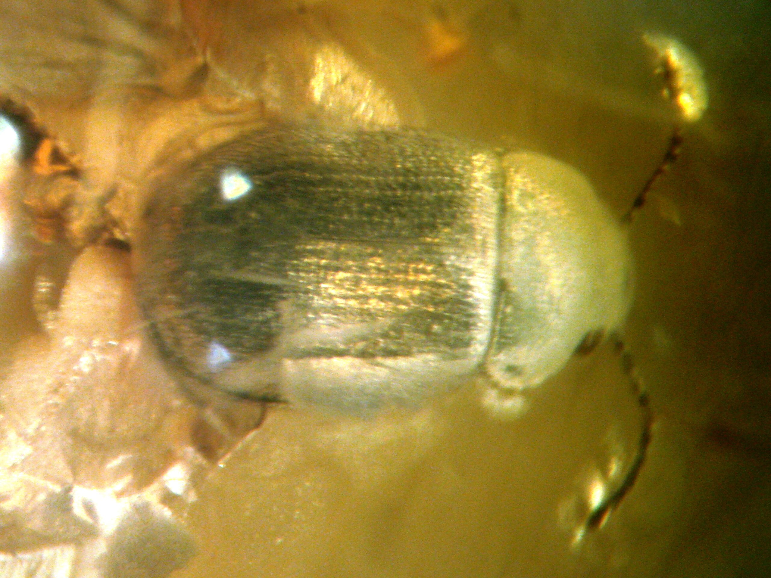 The Revolutionary Discovery of Bone-Eating Beetles in Amber (image credits: wikimedia)