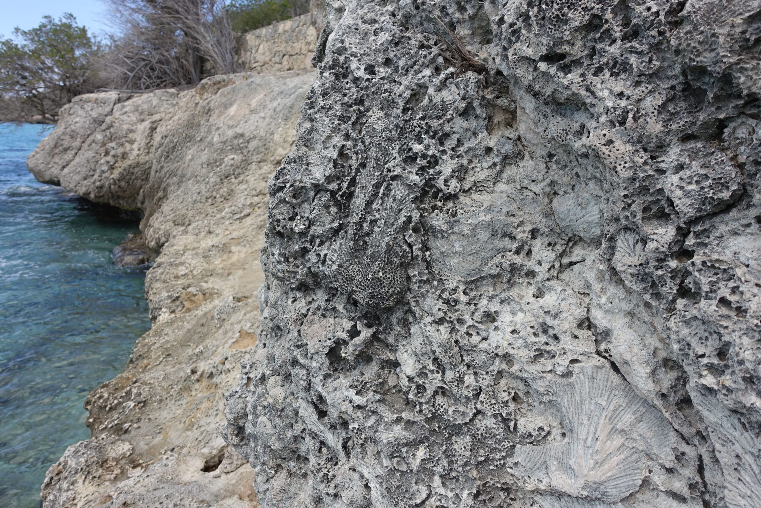 The Phosphorus Connection in Cretaceous Marine Environments (image credits: wikimedia)