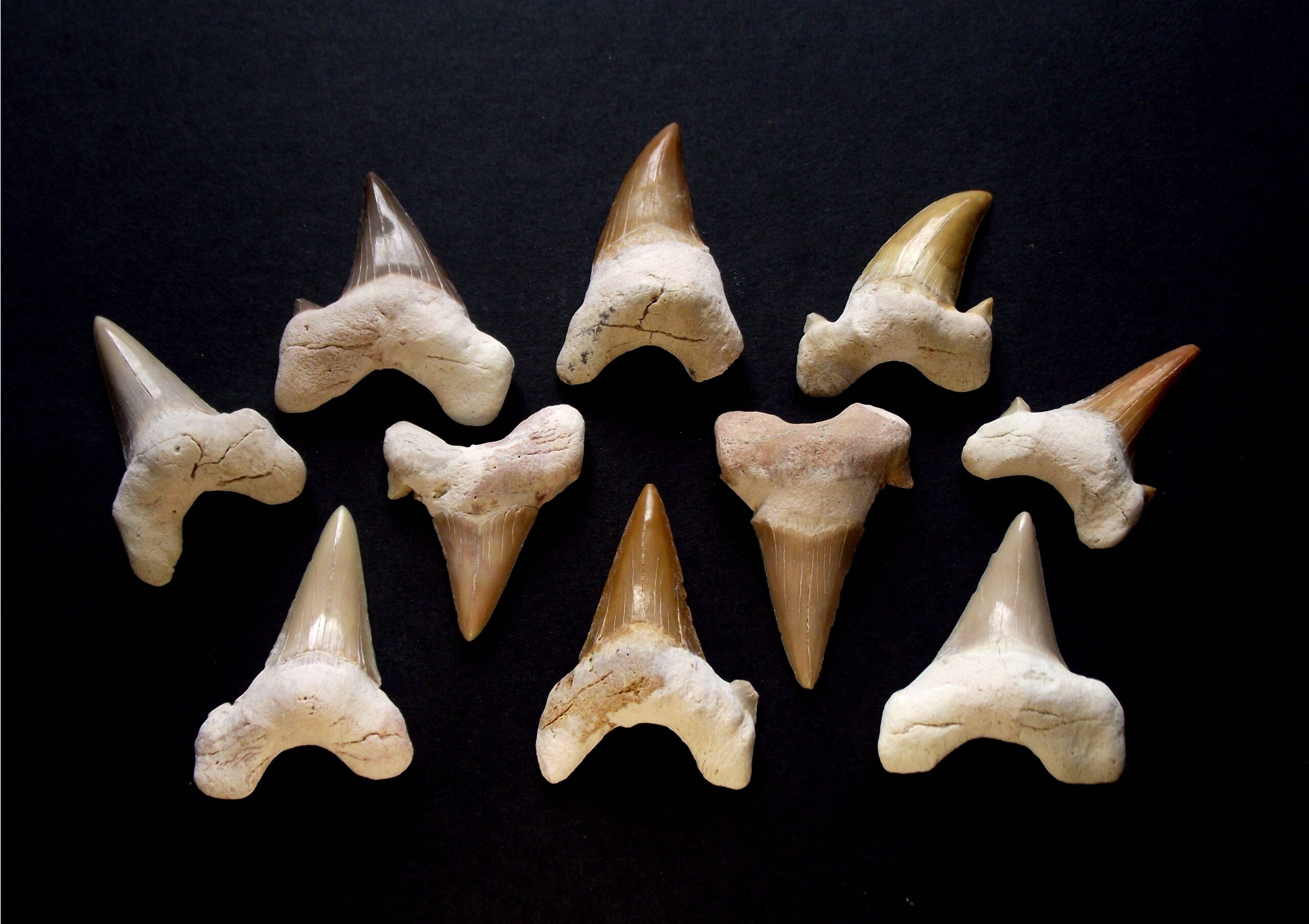 Dinosaur Bone Tools and Behavioral Adaptations (image credits: wikimedia)