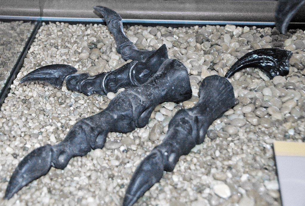 Predator-Scavenger Bone Modification Patterns (image credits: flickr)