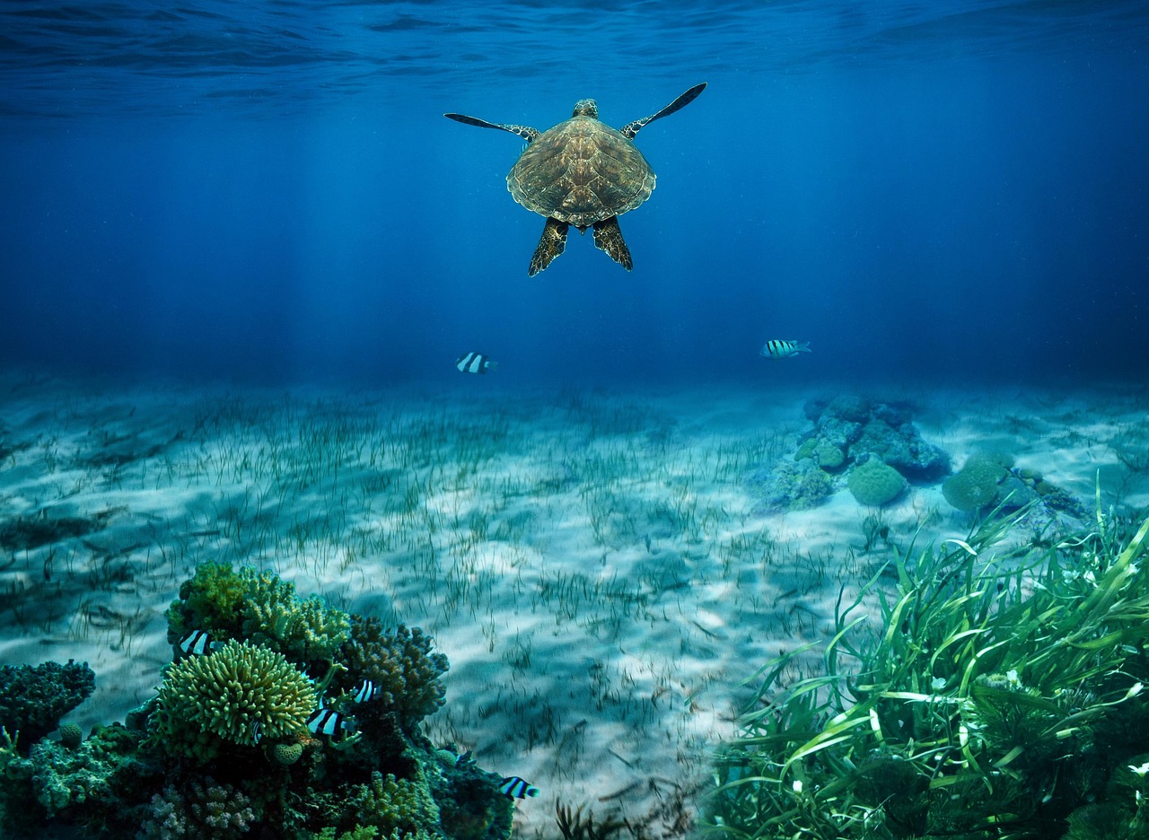 Marine Bone Reefs and Deep-Time Ecosystem Engineering (image credits: pixabay)