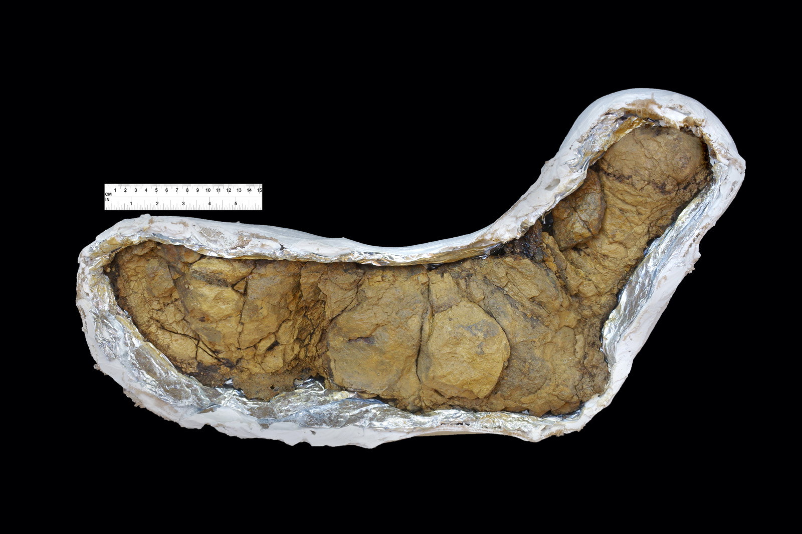 Dinosaur Coprolites and Bone Fragment Digestion (image credits: wikimedia)
