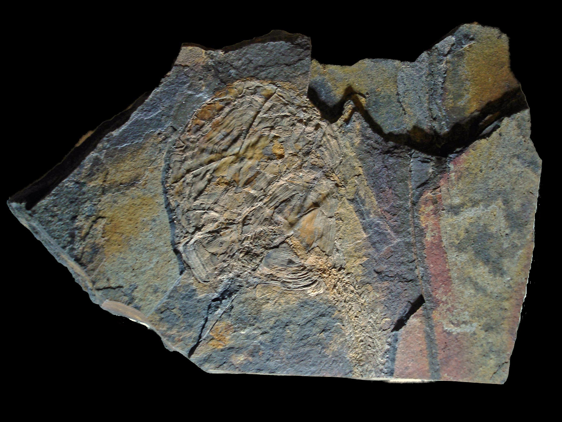 The Devonian Fish Giving Birth (image credits: wikimedia)