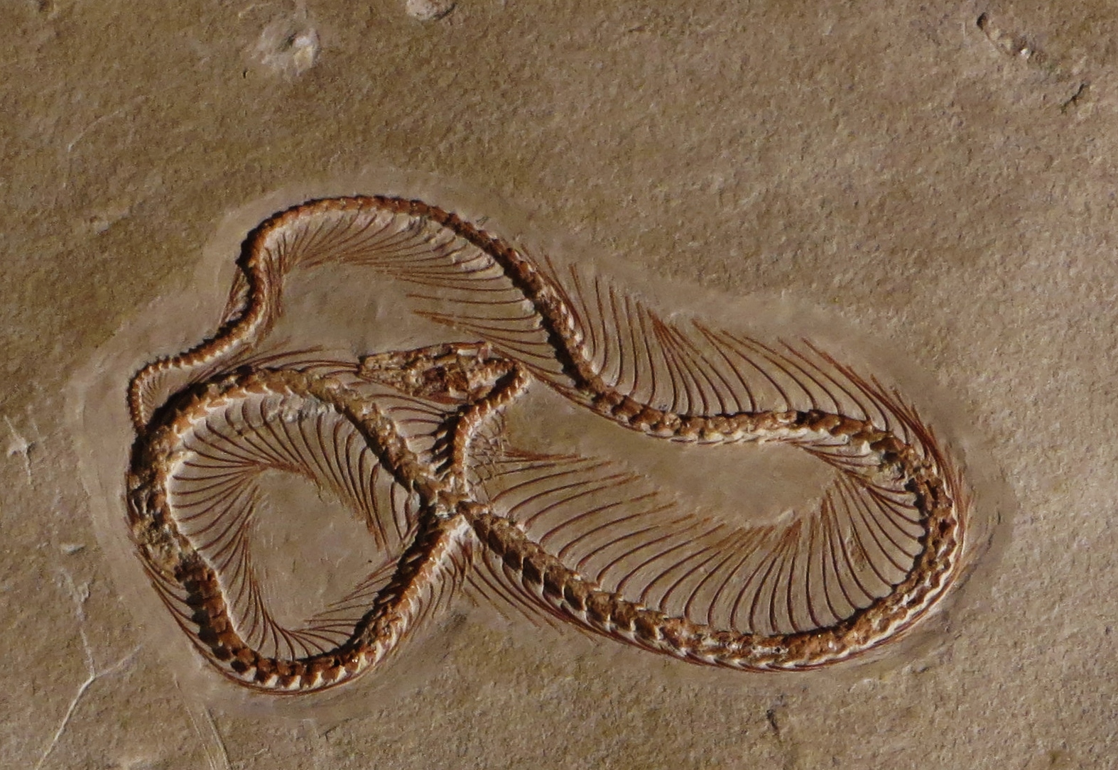 The Earliest Snake with Legs Hunting (image credits: wikimedia)