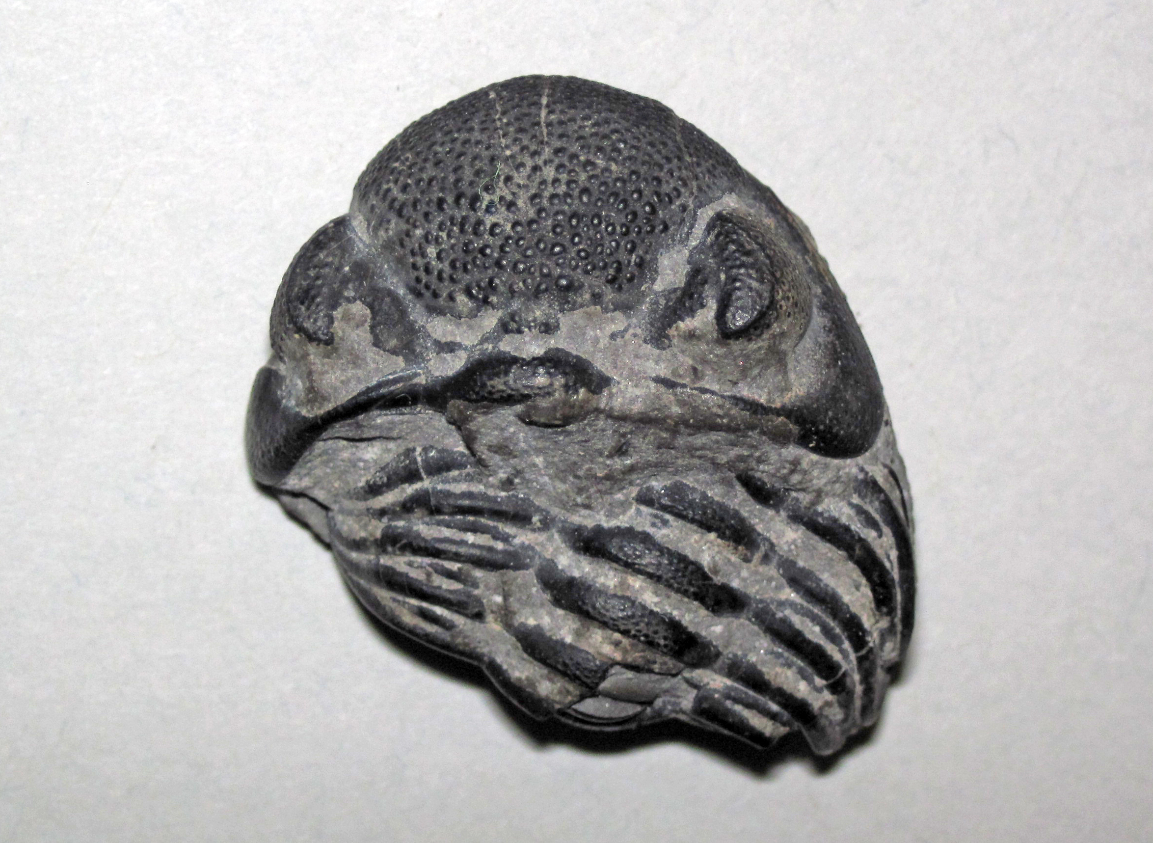Trilobite Molting Caught Forever (image credits: wikimedia)