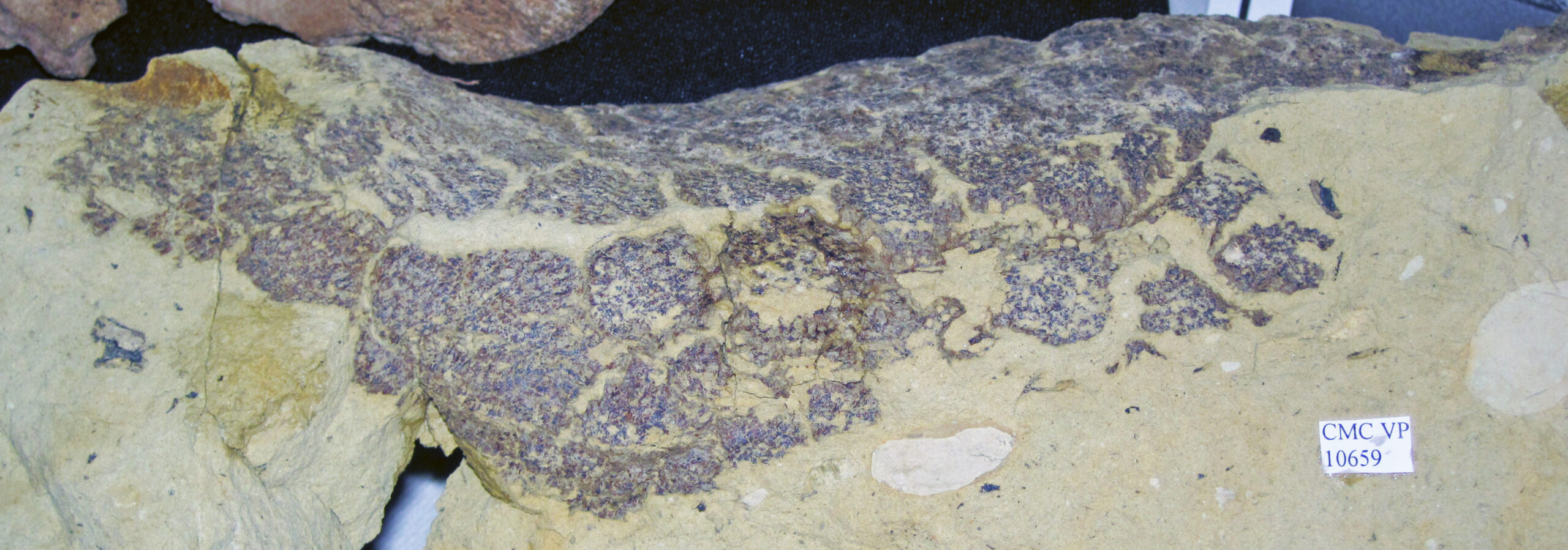 The Mystery of Dinosaur Skin Textures (image credits: wikimedia)