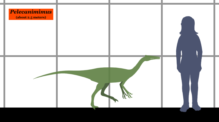 Size Matters: A Compact Killing Machine (image credits: wikimedia)