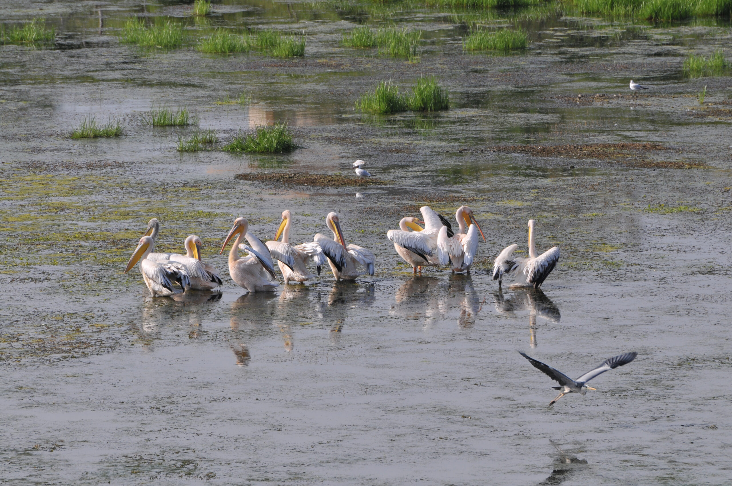 The Pelican Connection: More Than Just a Name (image credits: wikimedia)