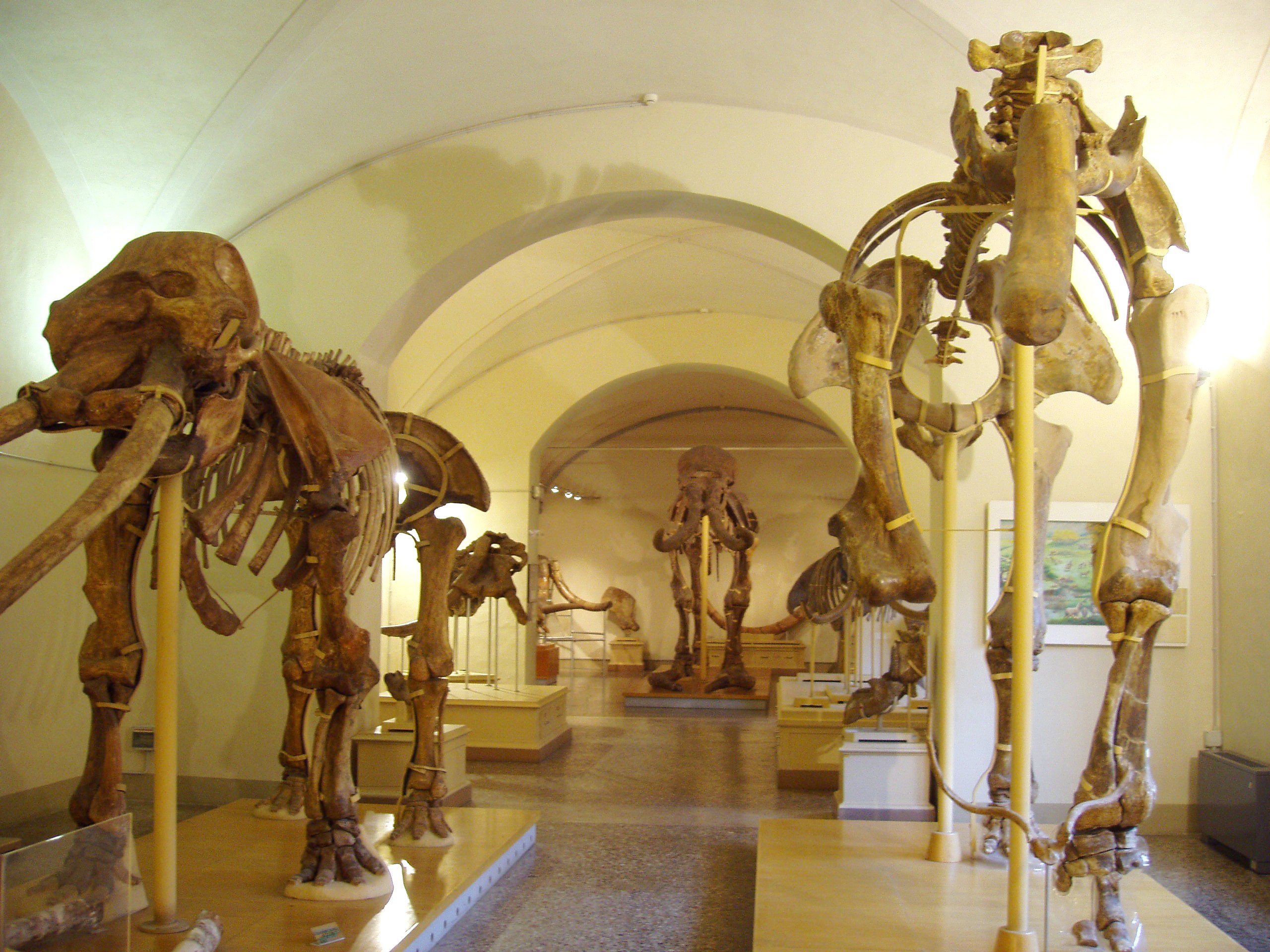 Scientific Impact: Rewriting Dinosaur History (image credits: wikimedia)