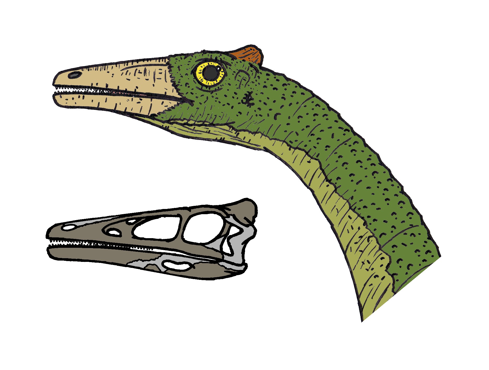 Legacy of the Spanish Toothy Wonder (image credits: wikimedia)