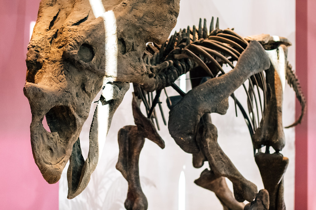 Wyoming's Fossil Goldmine Reveals New Clues (image credits: flickr)