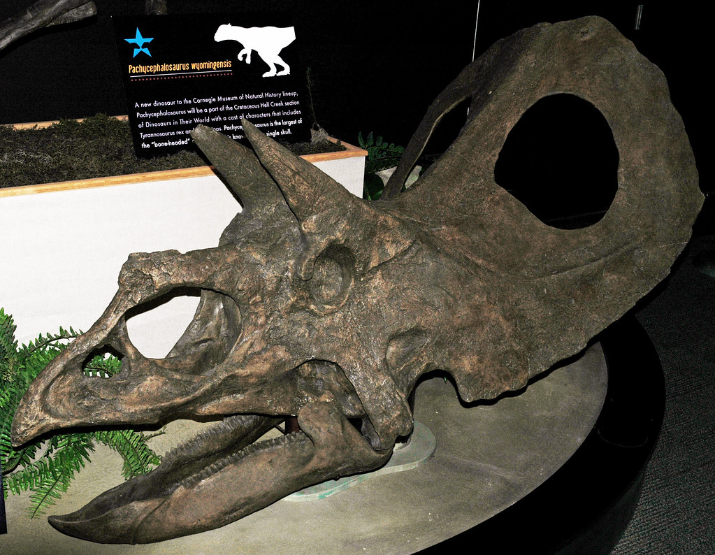 Statistical Analysis of Wyoming Fossil Collections (image credits: flickr)