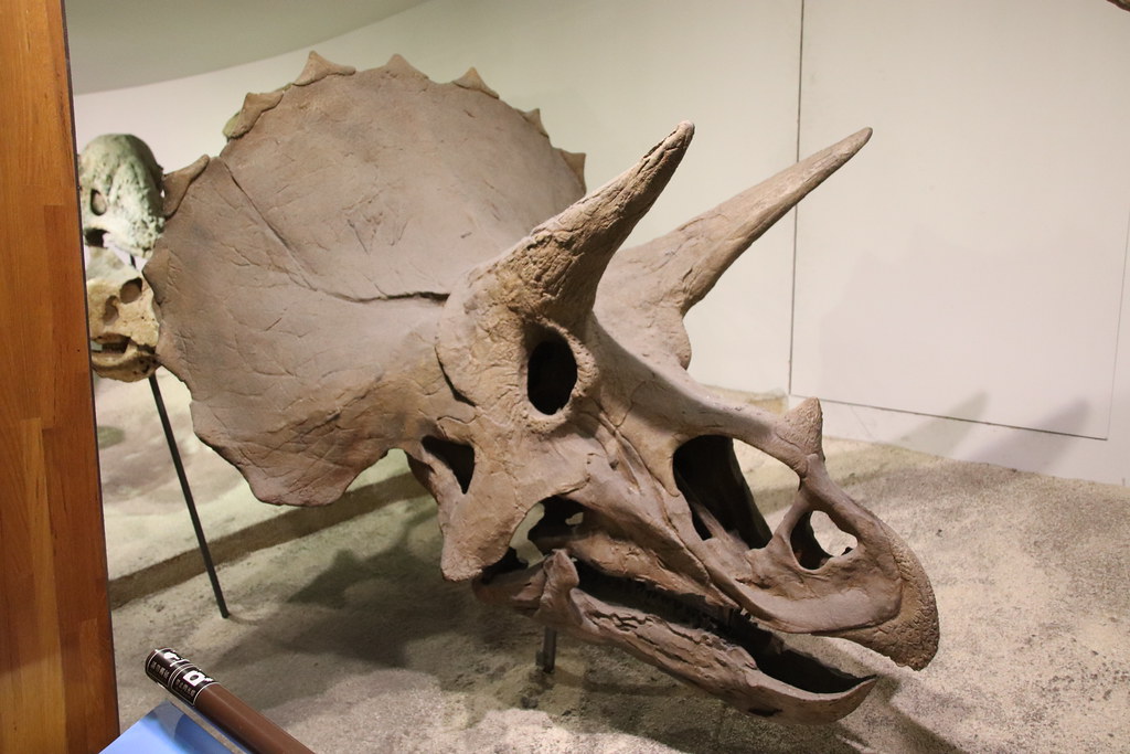 The Rarity Problem in Fossil Interpretation (image credits: flickr)