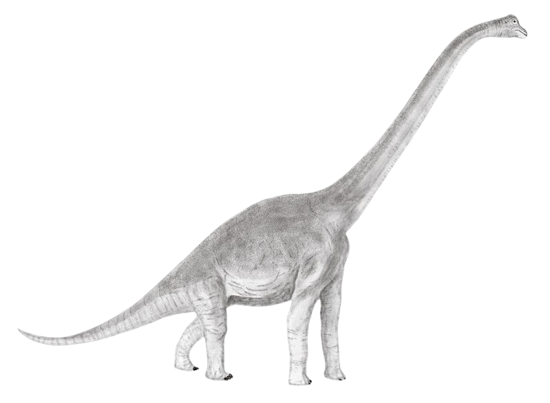 Meet the Giants of the Jurassic (image credits: wikimedia)