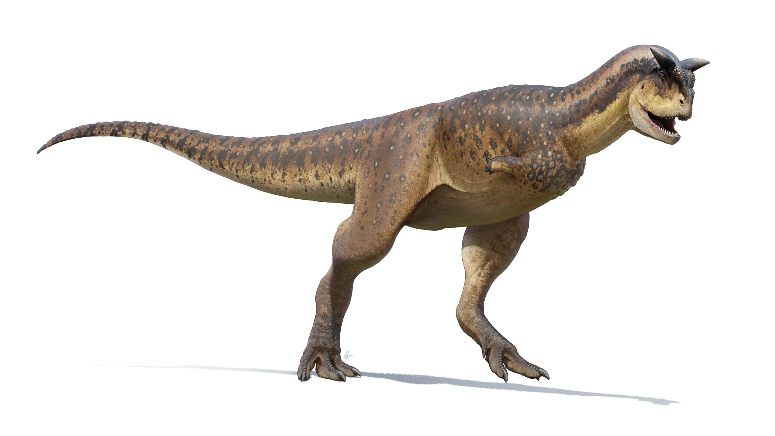 Predators of the Cretaceous (image credits: wikimedia)