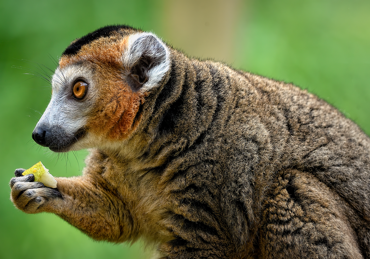 Conservation Messages for Modern Times (image credits: pixabay)