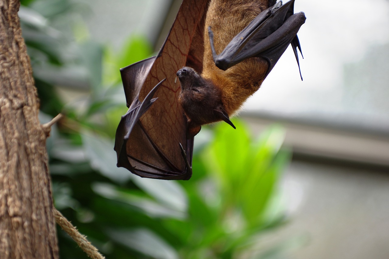 The Mysterious Membrane Wings That Shouldn't Work (image credits: pixabay)