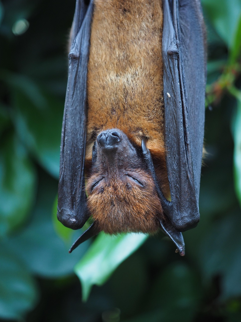 The Hunting Strategy of a Dinosaur Bat (image credits: pixabay)