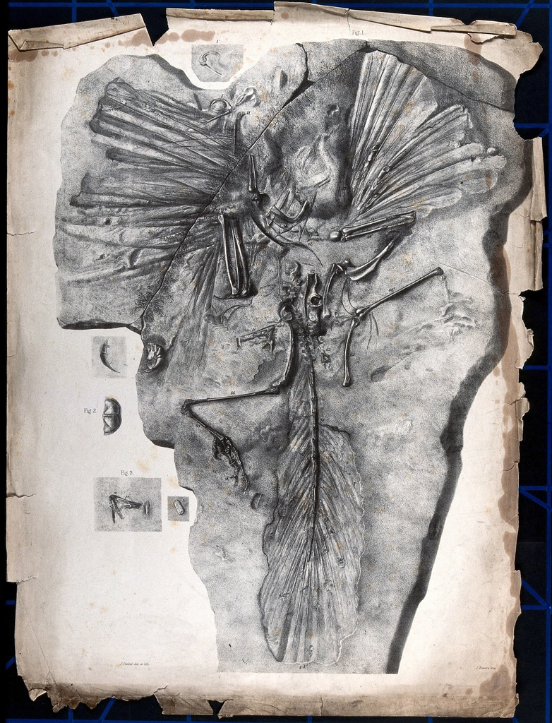 What Yi qi Tells Us About the Future of Paleontology (image credits: rawpixel)