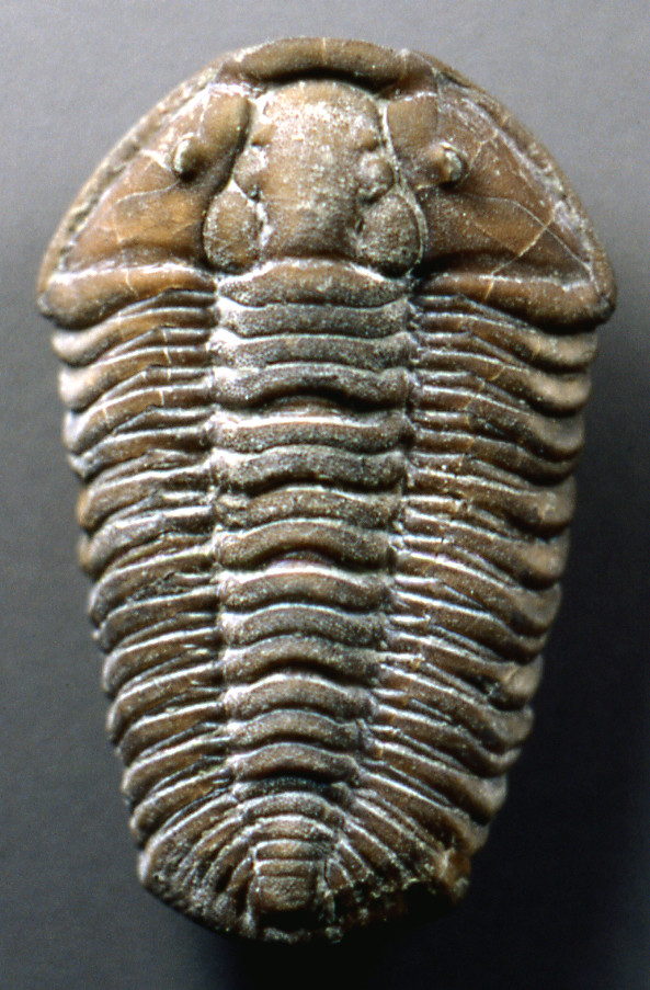 The Burgess Shale: A Window to Ancient Oceans (image credits: flickr)