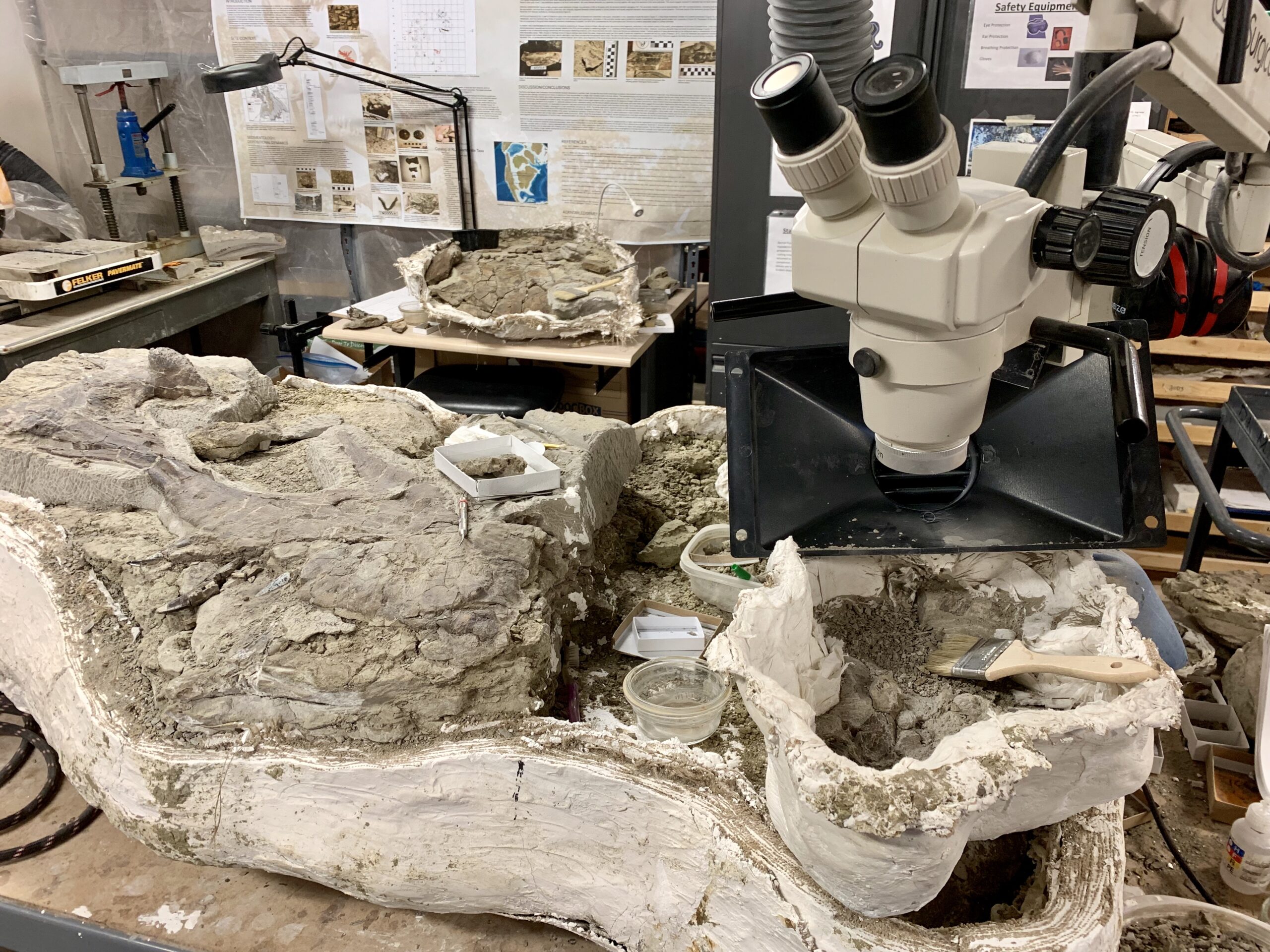 World-Class Fossil Preparation Labs (image credits: wikimedia)