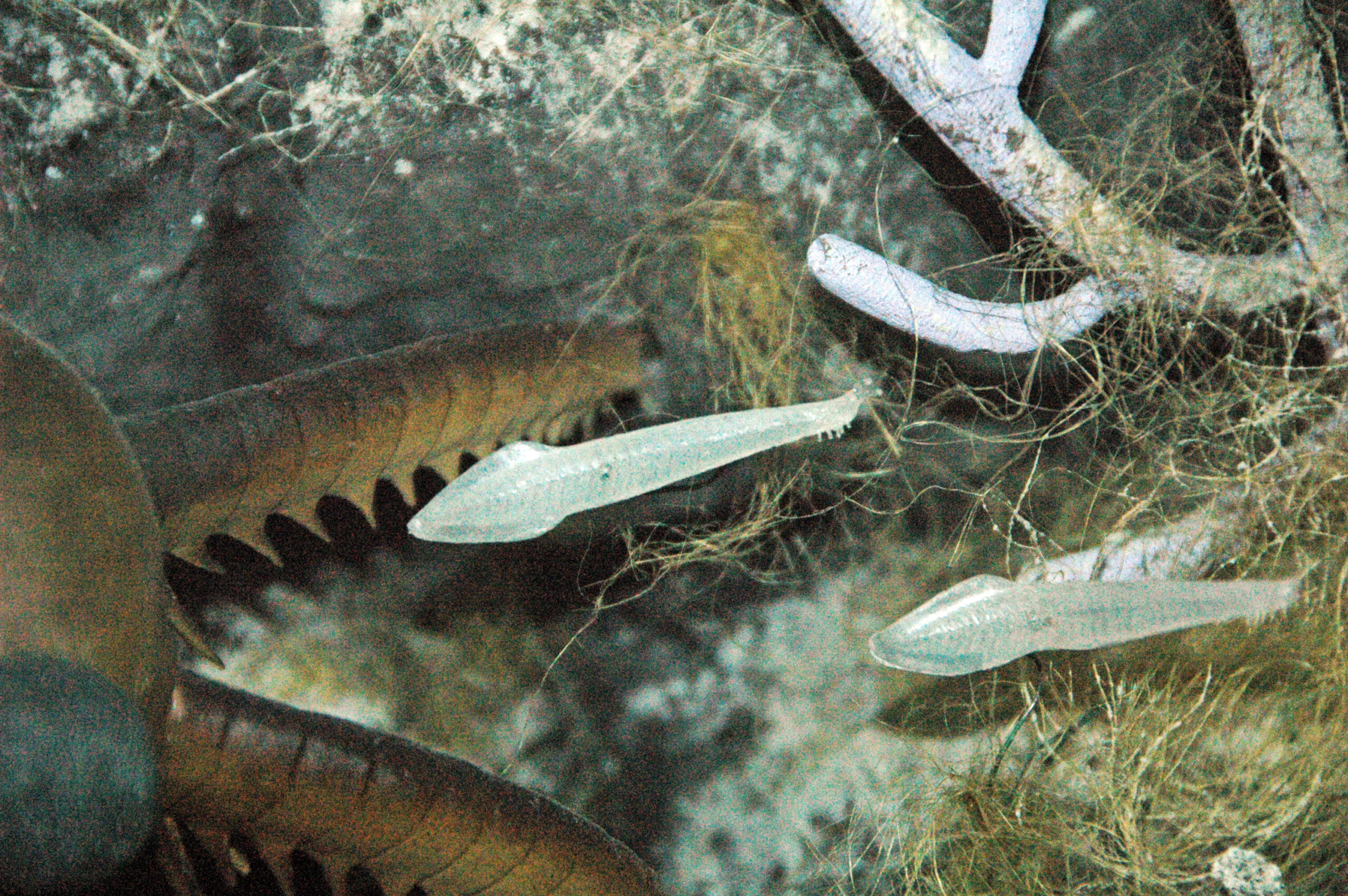 The Burgess Shale Connection (image credits: wikimedia)