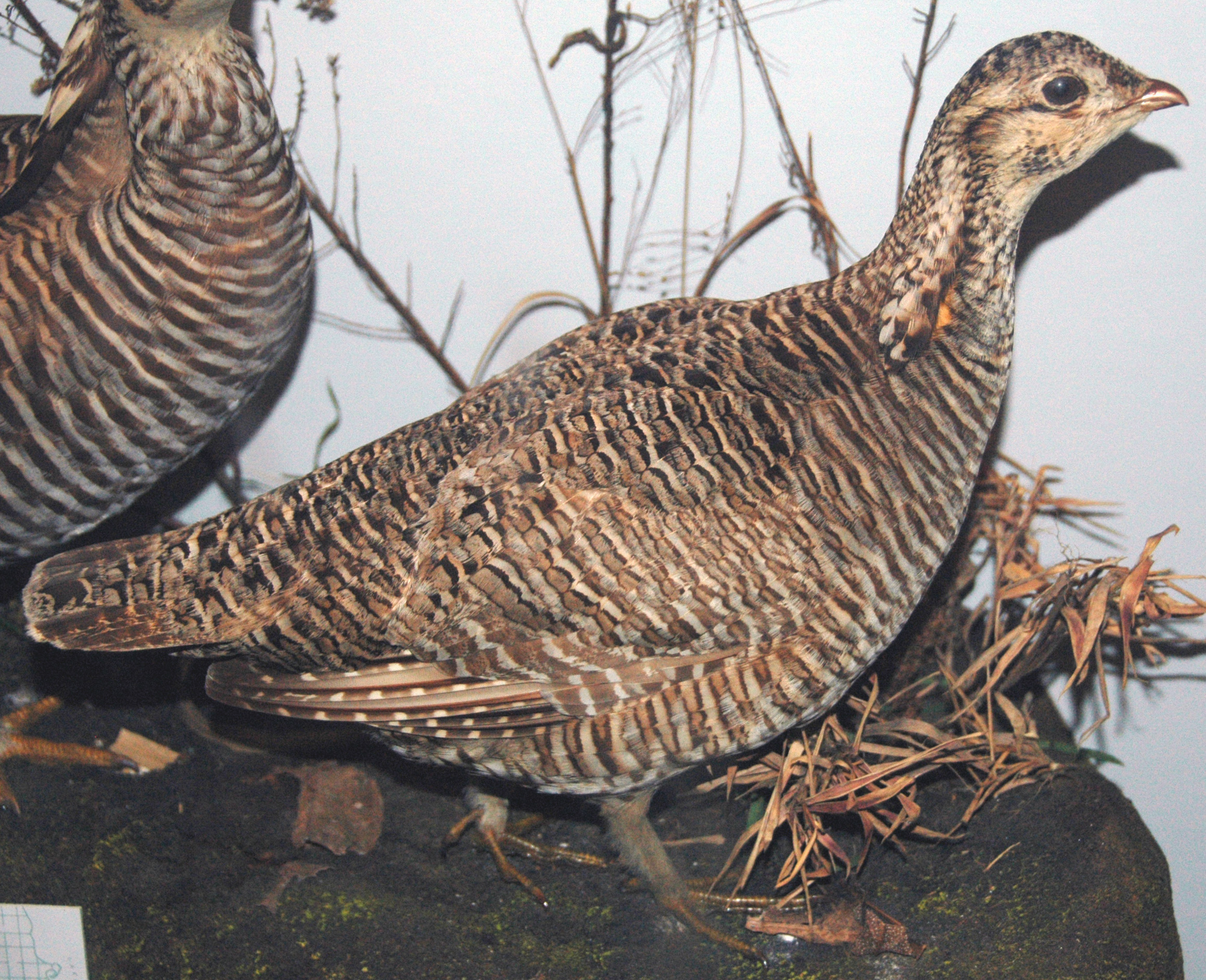 Building Dinosaurs from Chickens (image credits: wikimedia)