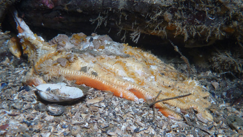 The Three Stages of Underwater Decomposition (image credits: flickr)