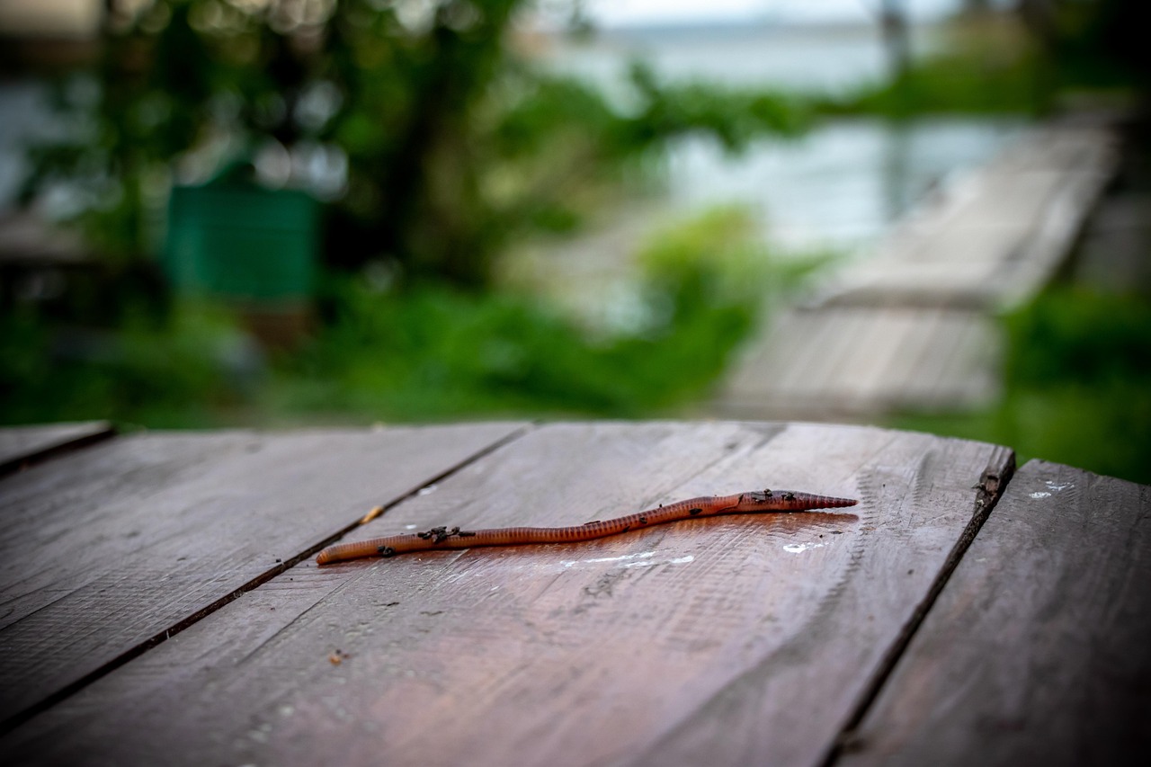 Bone-Eating Worms: The Ocean's Most Unusual Residents (image credits: pixabay)