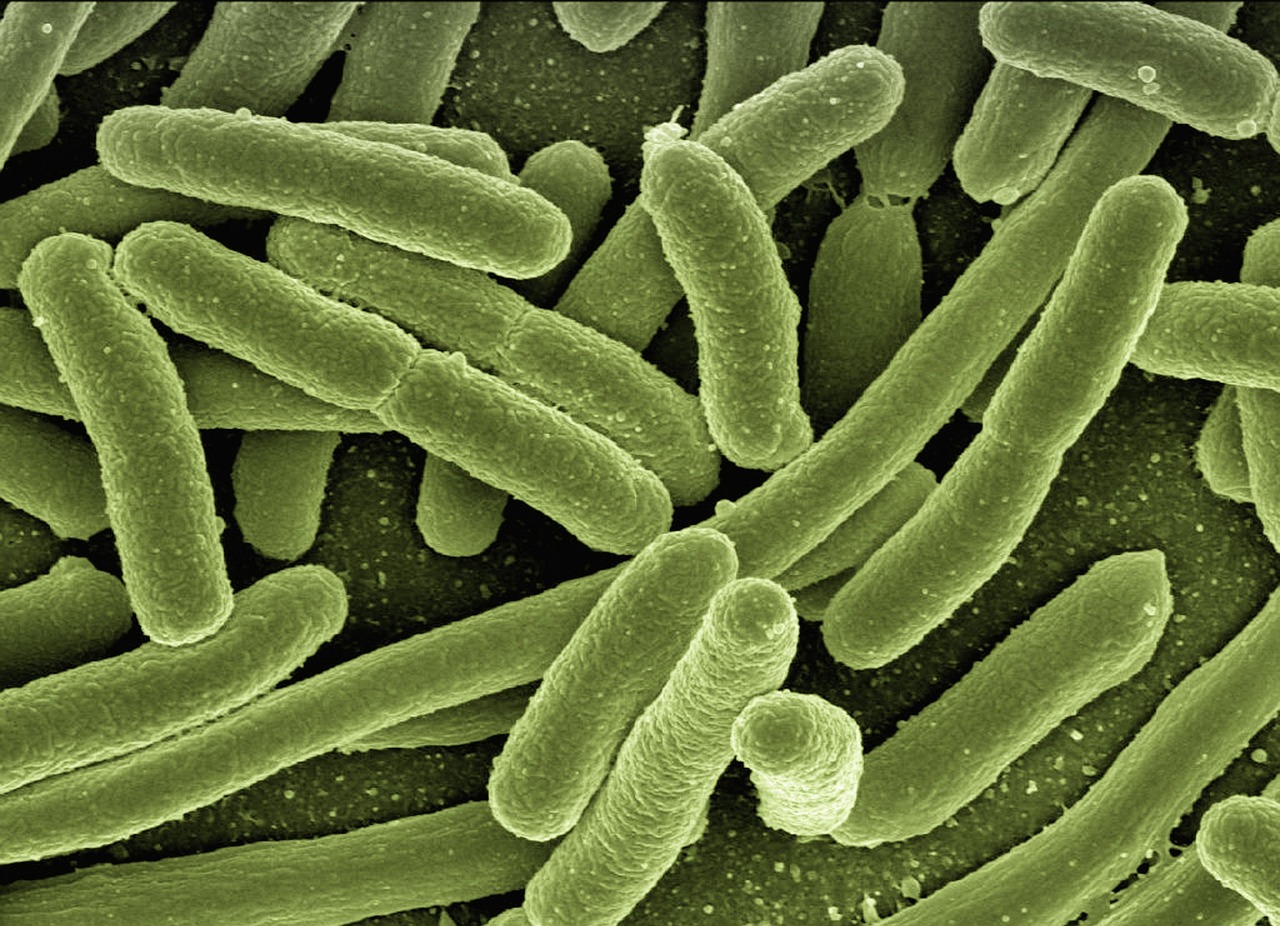 Bacterial Cities in Skeletal Structures (image credits: pixabay)