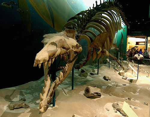 Ancient Underwater Graveyards: Fossils Tell the Story (image credits: wikimedia)
