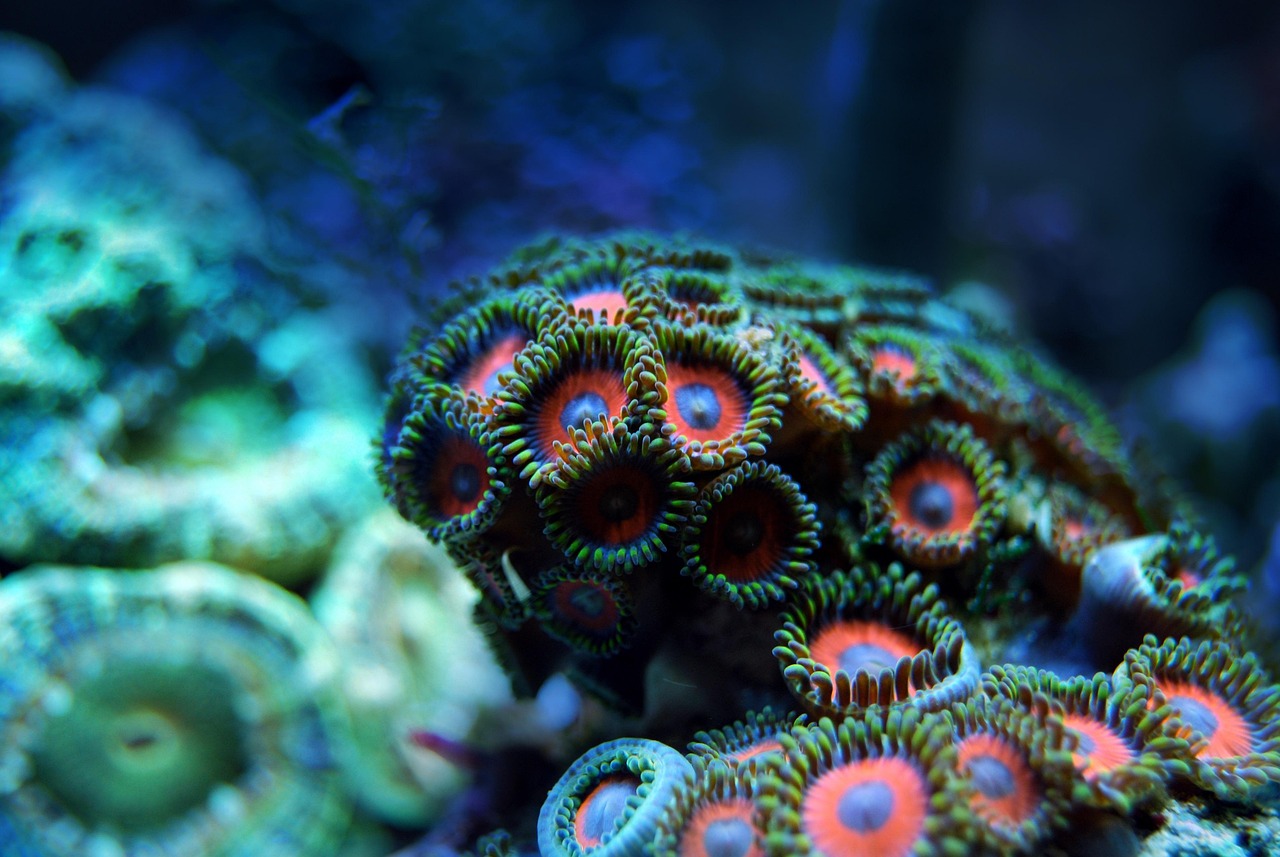 The Role of Ocean Currents and Depth (image credits: pixabay)