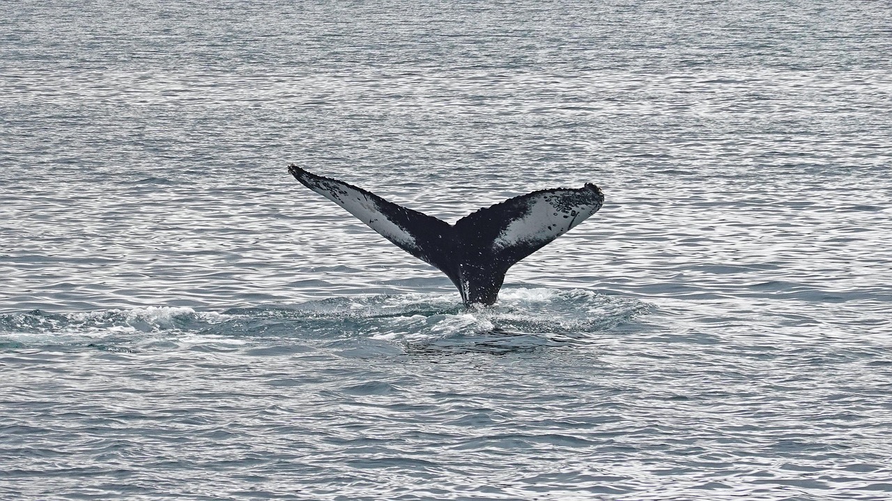 The Connection Between Whale Falls and Hydrothermal Vents (image credits: pixabay)