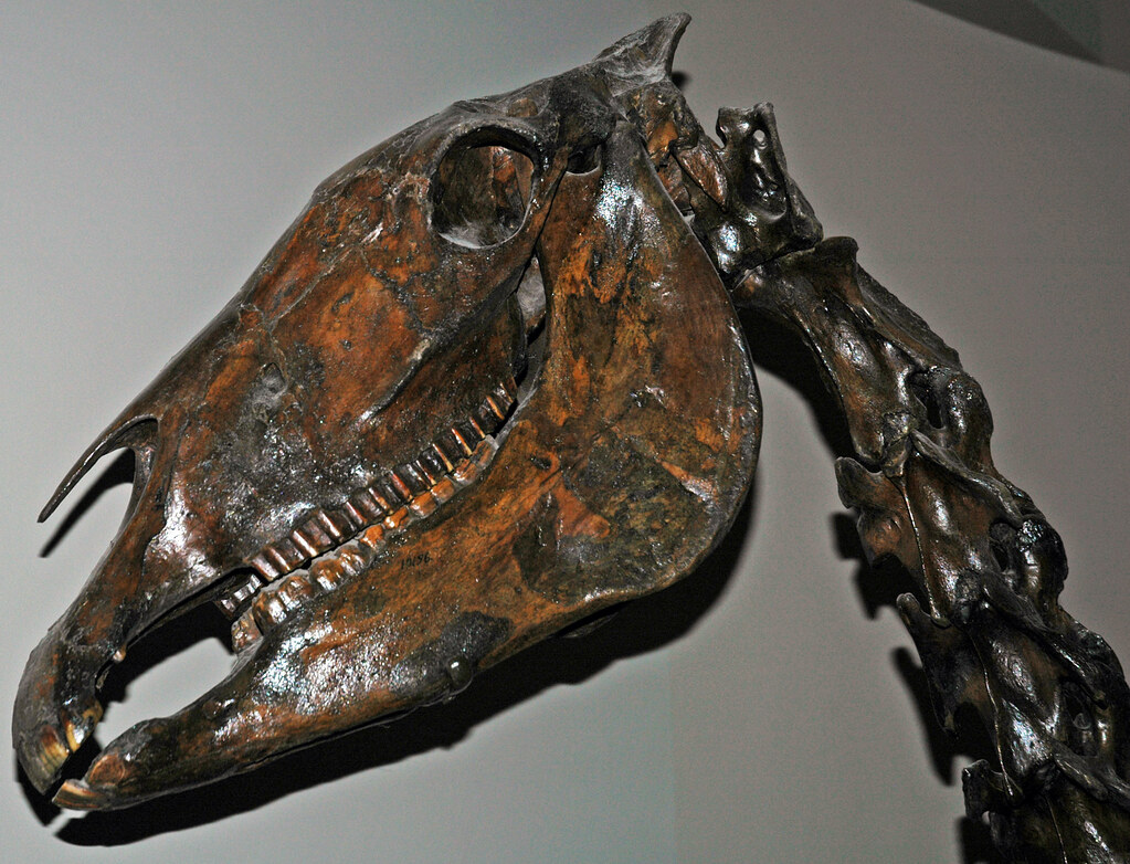 Tar Pits: Sticky Traps of Preservation (image credits: flickr)