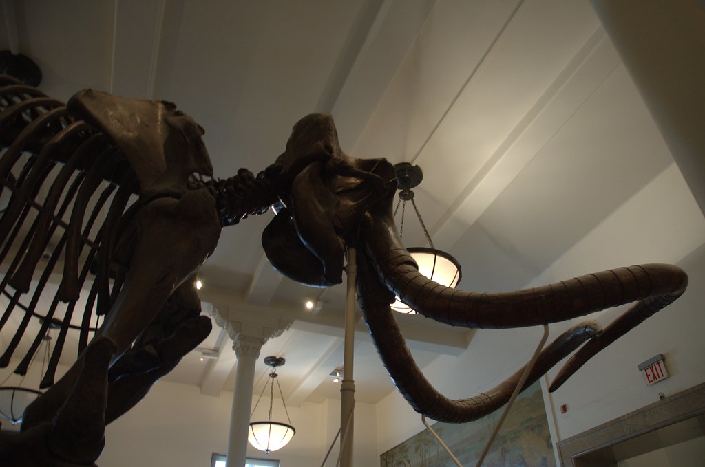 Ice Age Preservation: Frozen in Time (image credits: flickr)