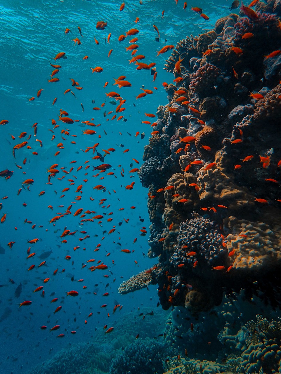 Deep Ocean Burial: The Underwater Cemetery (image credits: pixabay)