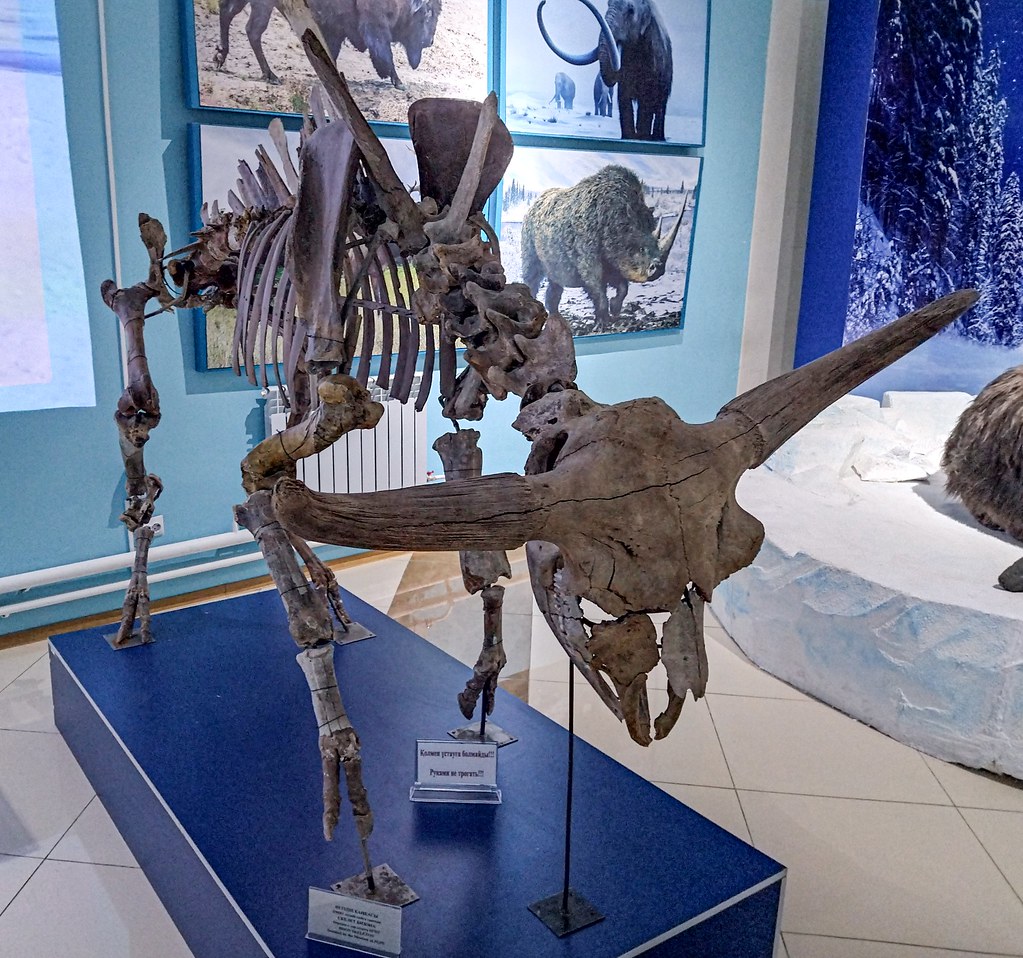 The Fossil Lottery: Why Most Life Disappears Forever (image credits: flickr)