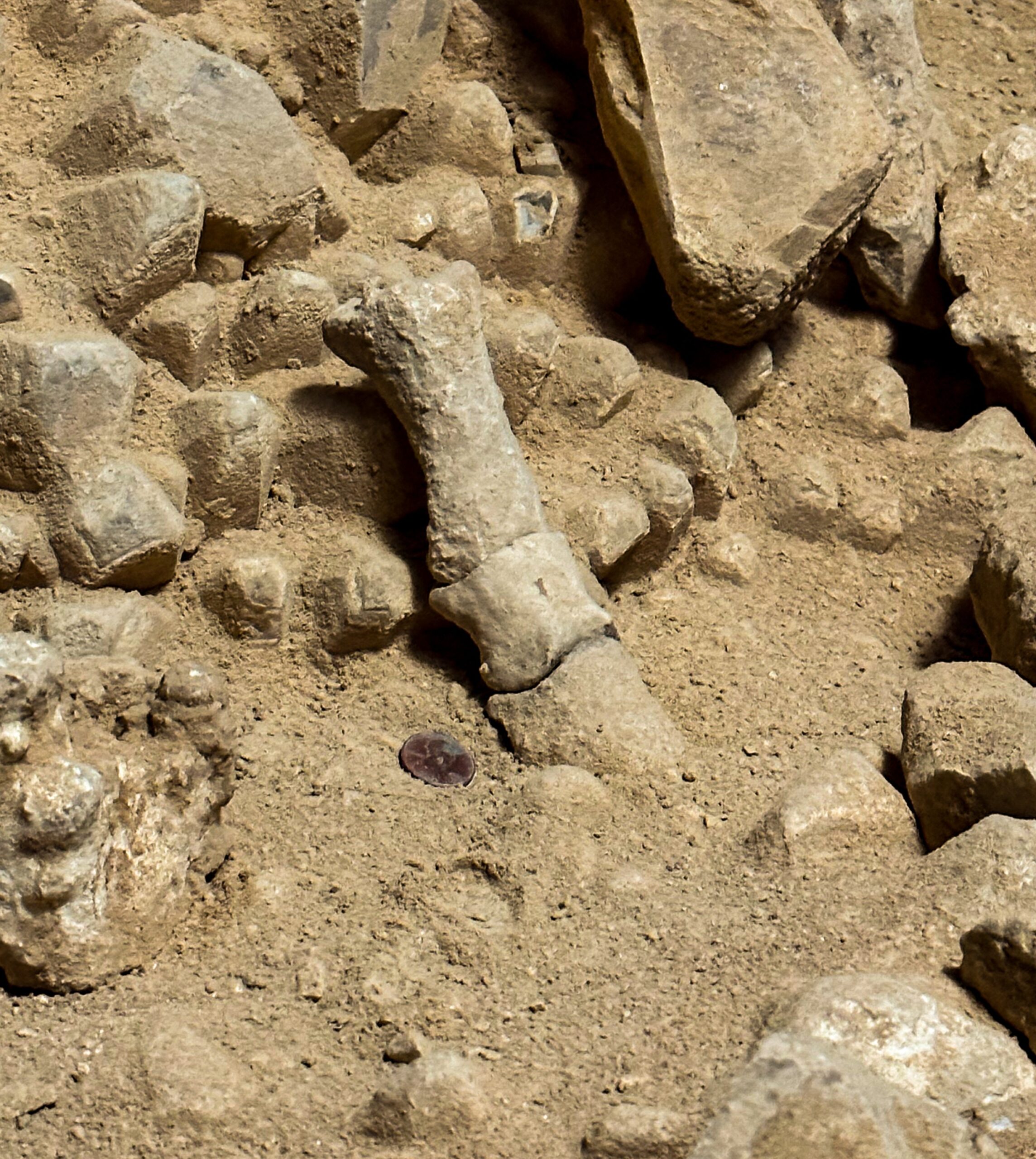 The Shocking Discovery That Changed Everything (image credits: wikimedia)