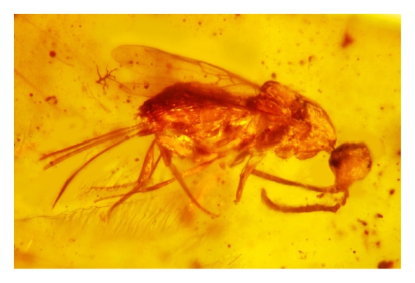 Amber Fossils Reveal Incredible Details (image credits: wikimedia)