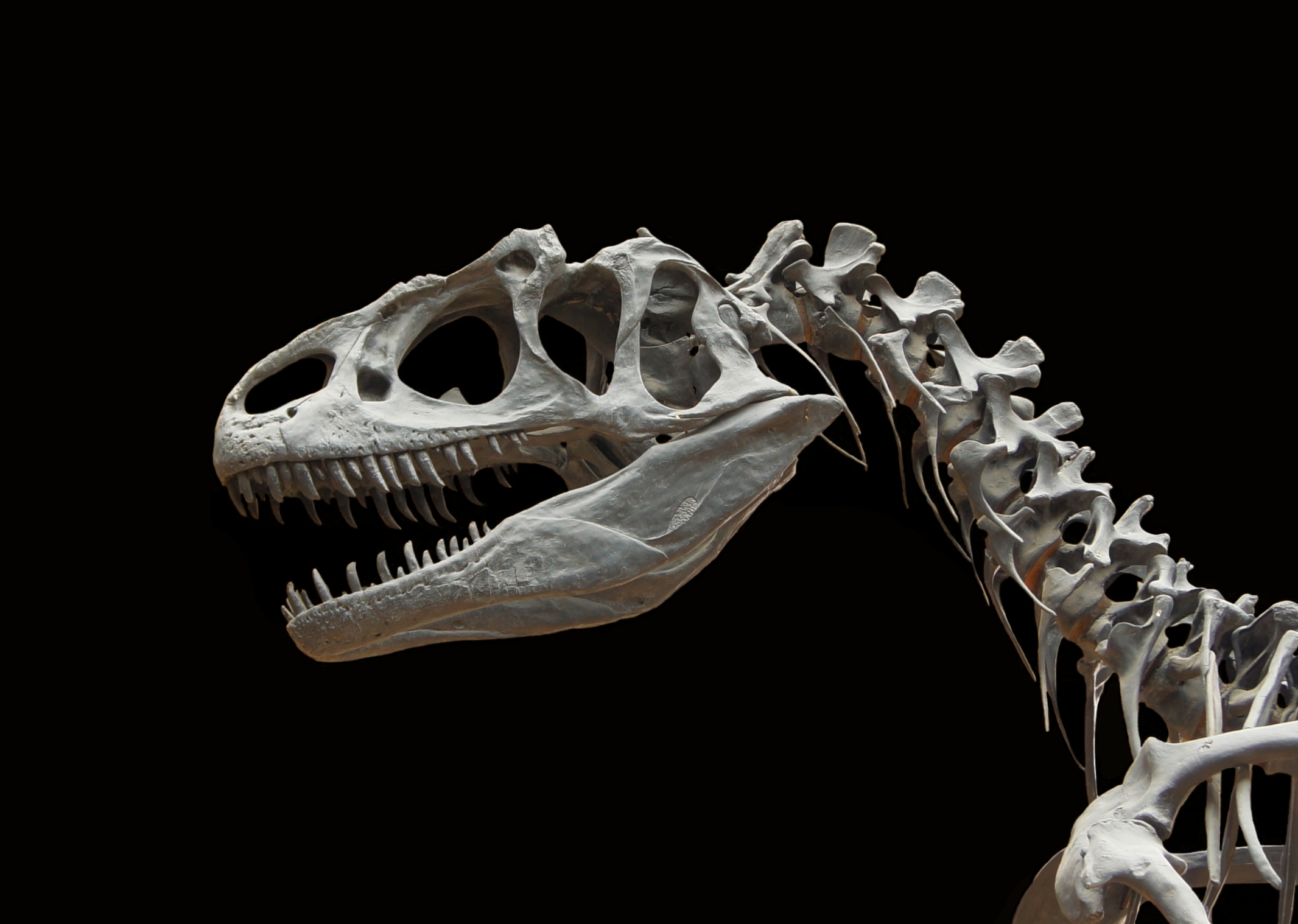 Allosaurus: The Crown Jewel of Ancient Predators (image credits: wikimedia)