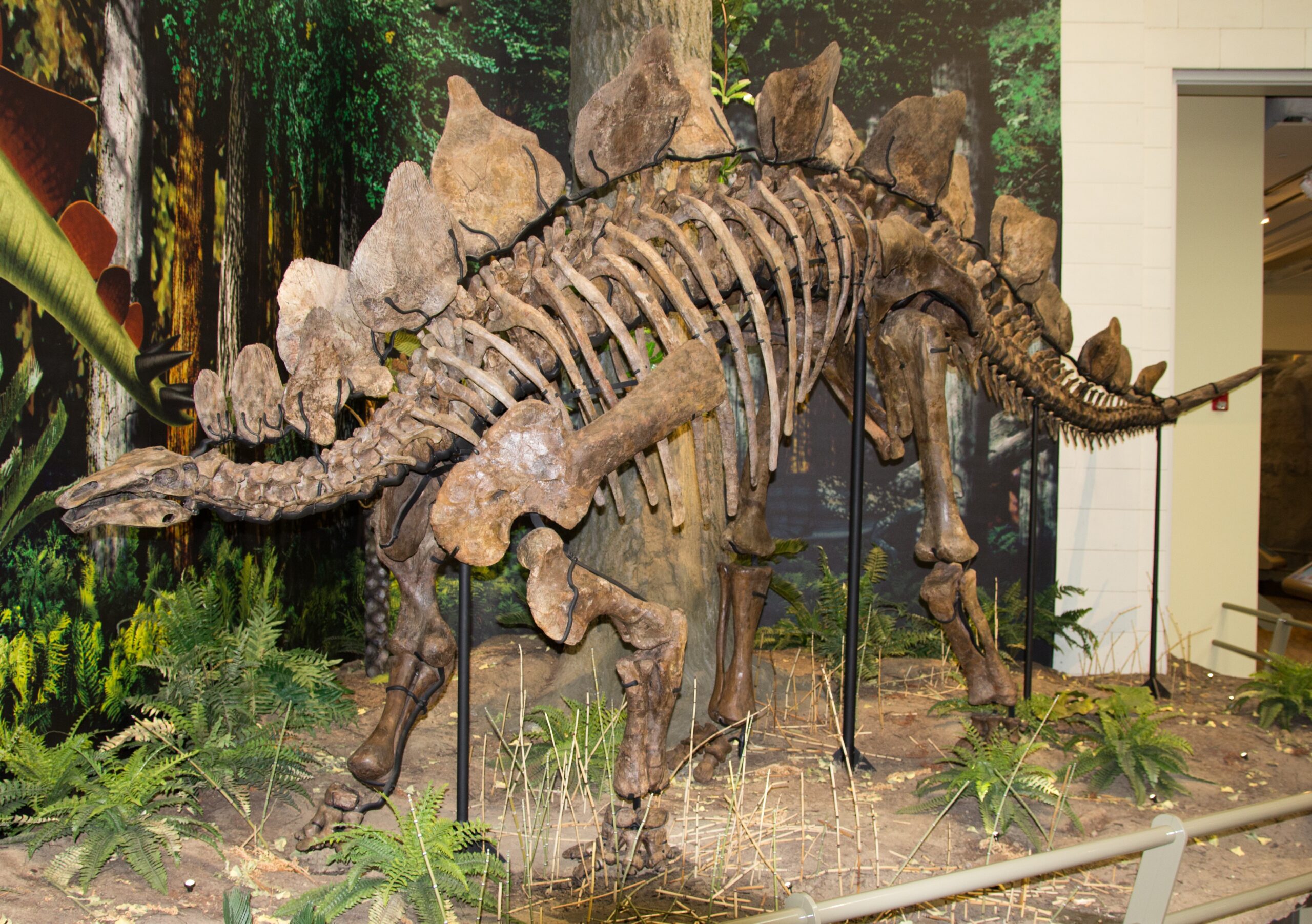 Stegosaurus: Colorado's Official State Fossil (image credits: wikimedia)