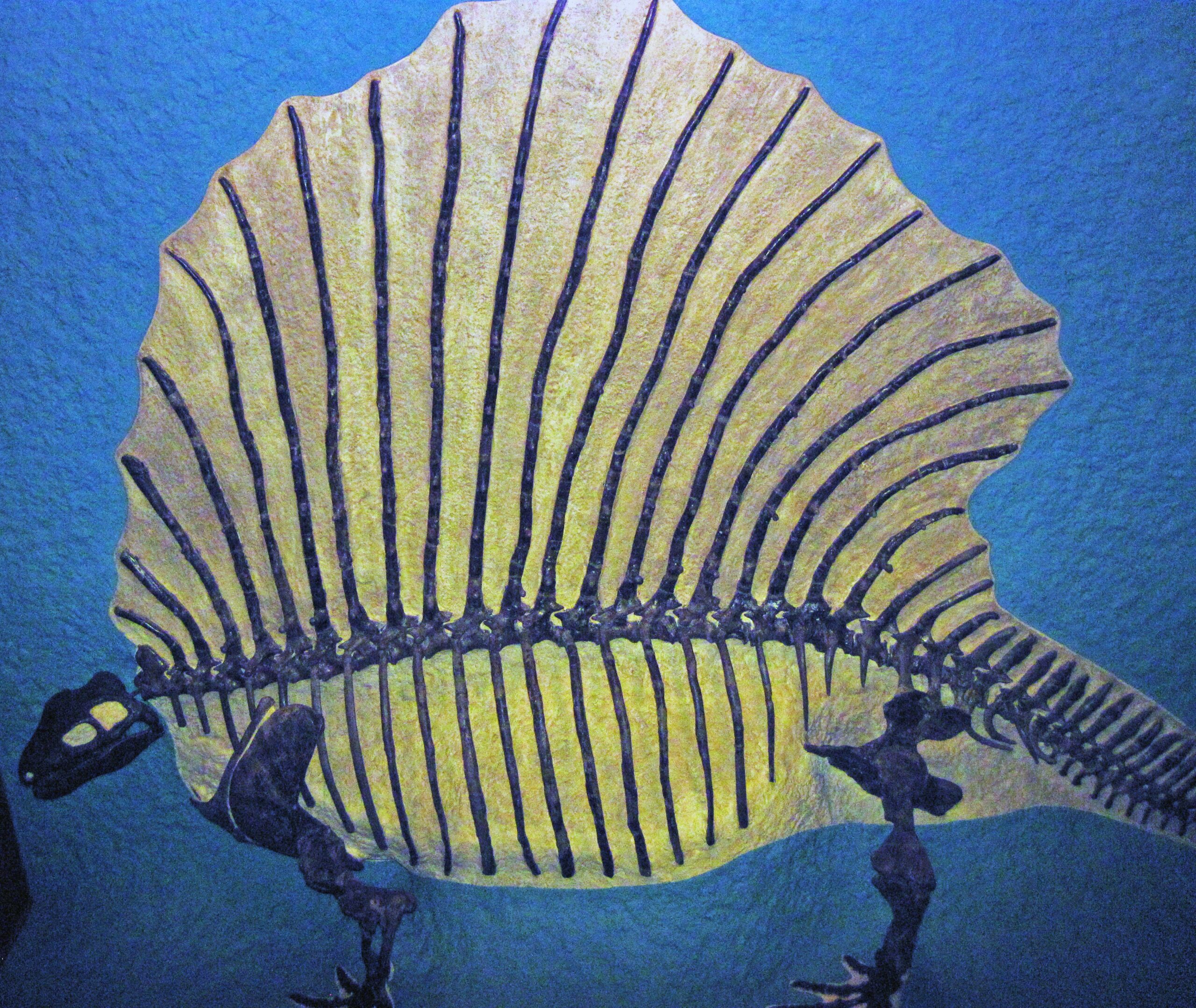 The Antarctic Fossil That Proved Continental Drift (image credits: wikimedia)