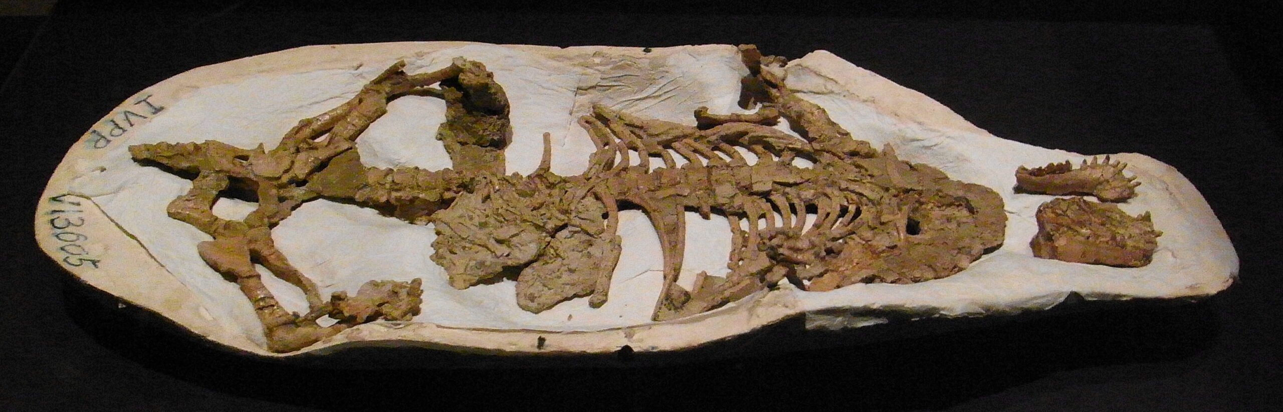 The Mammal That Ate Dinosaurs (image credits: wikimedia)