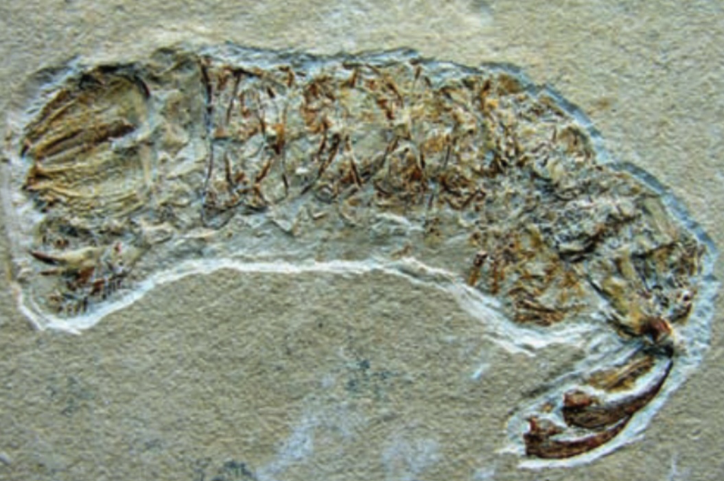 The Chemistry of Fake vs. Real (image credits: wikimedia)