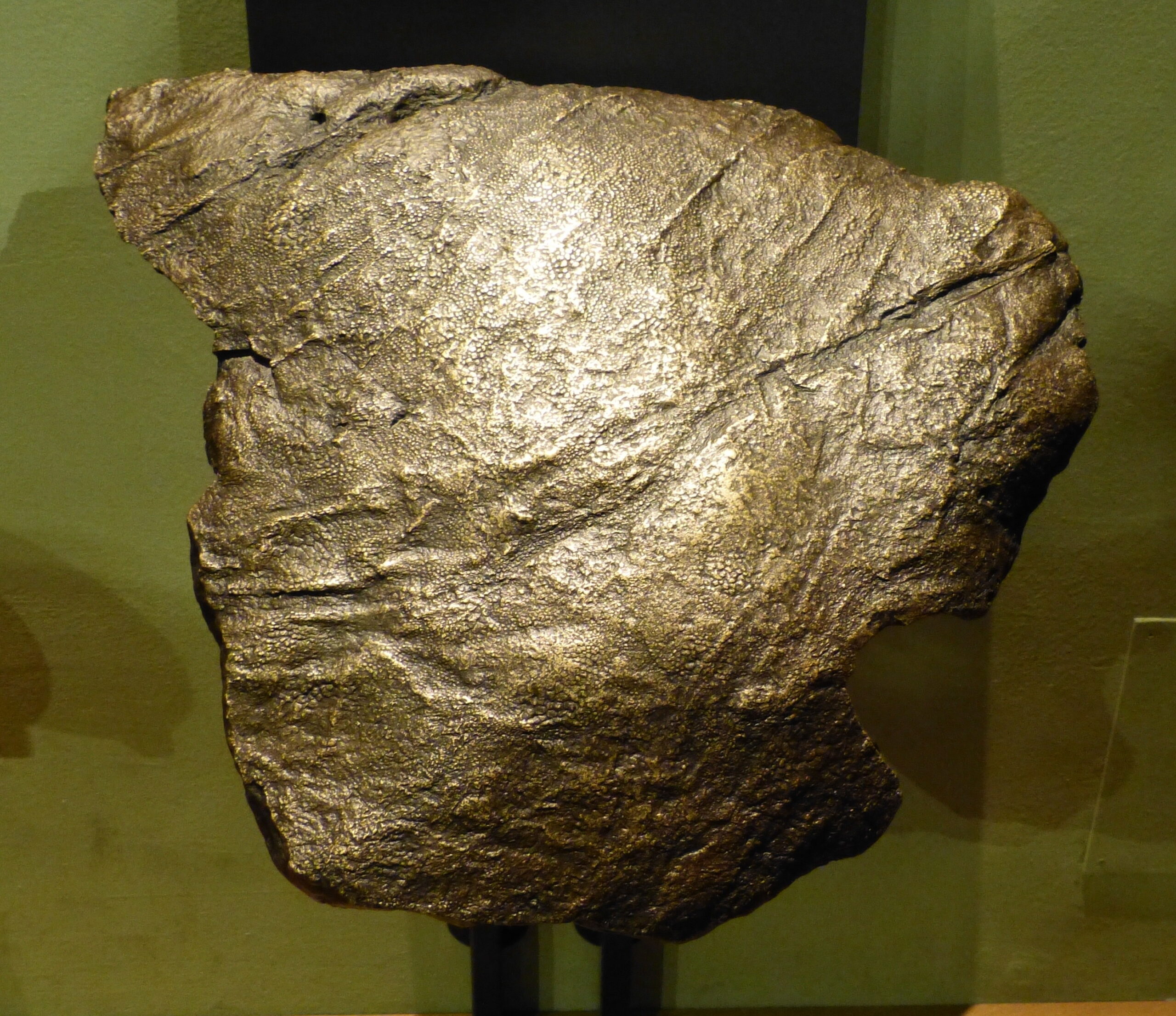 Mummified Dinosaurs: The Ultimate Preservation (image credits: wikimedia)