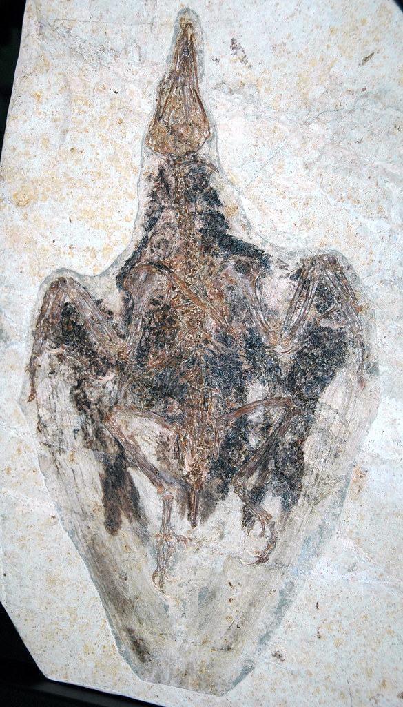 Fossil Evidence Reveals Flight Performance (image credits: flickr)