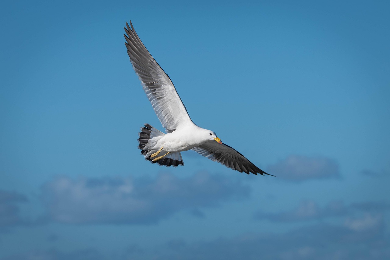 Biomechanical Limitations of Primitive Flight (image credits: pixabay)