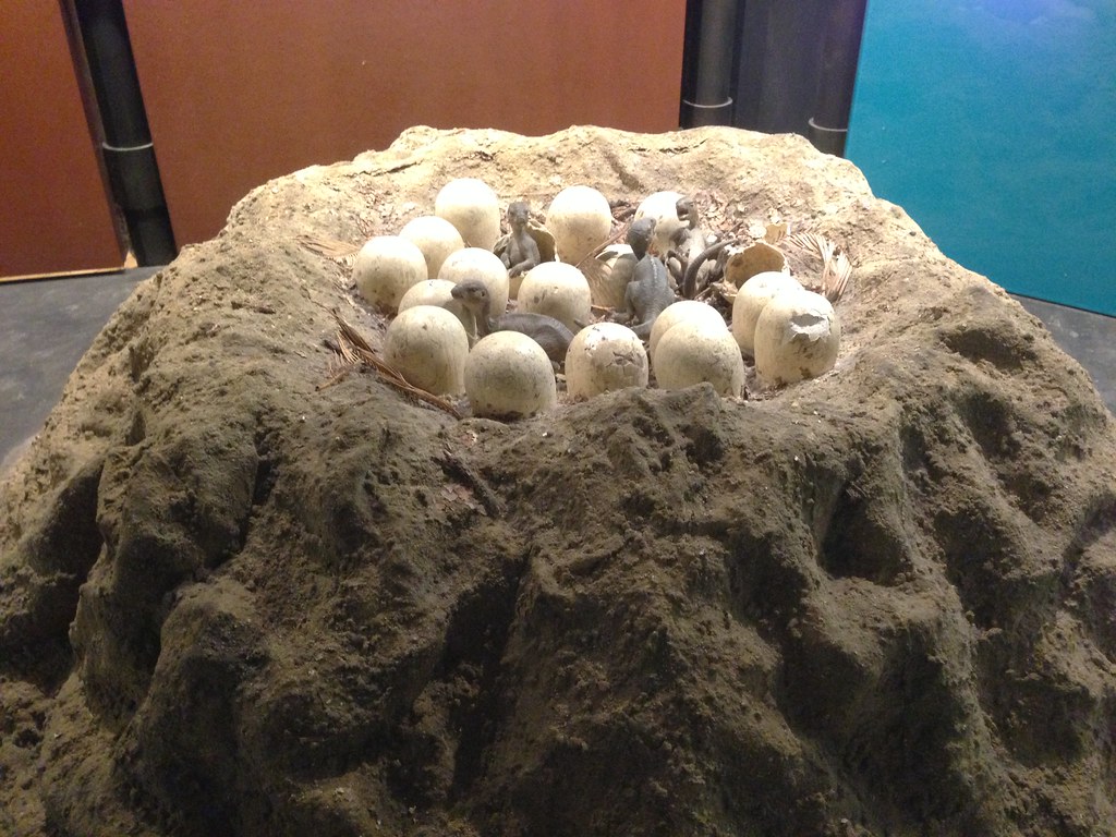 Fossil Evidence of Nighttime Nesting Behavior (image credits: flickr)