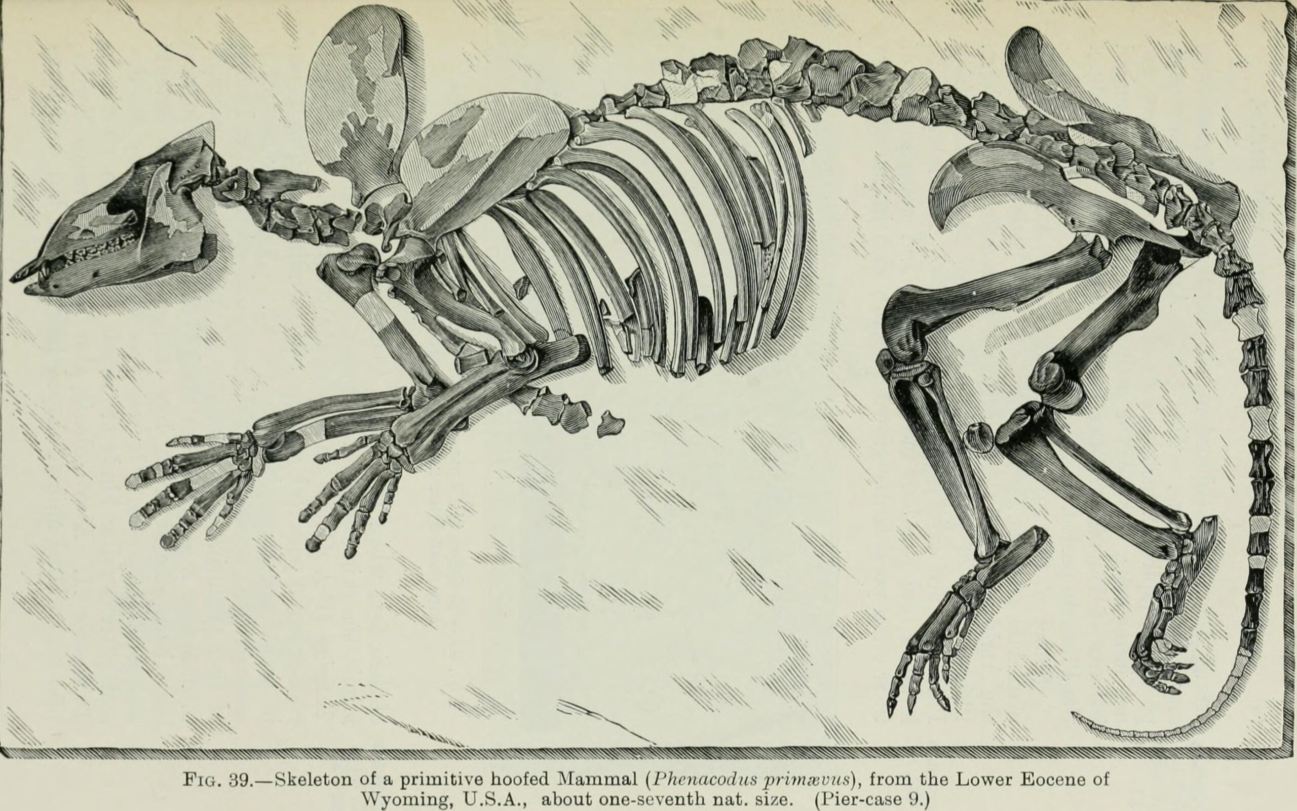 Indigenous Rights and Fossil Interpretation (image credits: wikimedia)